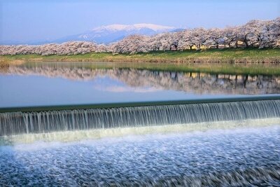 韮神堰付近の蔵王連峰を背景にした桜並木と川にうつるリフレクション