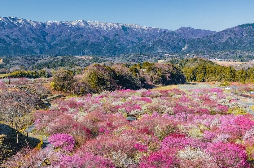 残雪の鈴鹿連峰を背景に満開の梅林を見下ろす絶景