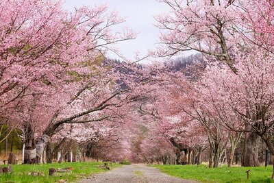 GWに見頃の二十間道路桜並木