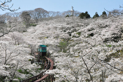 サクラのトンネルから抜けてくるスロープカーと船岡平和観音